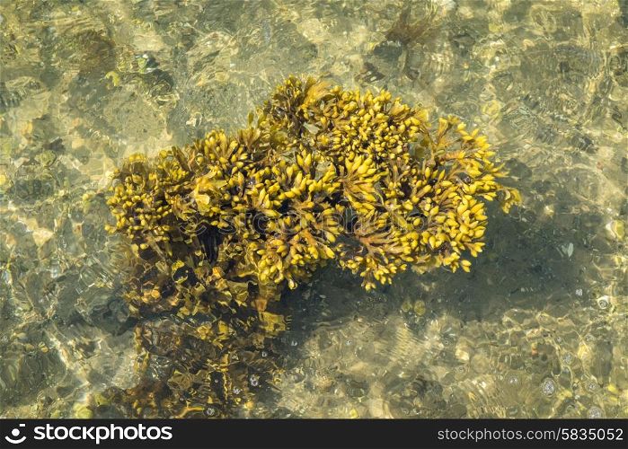 Seaweed from Scandinavia in crystal clear water