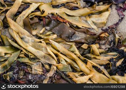 Seaweed left on sandy beach, United Kingdom