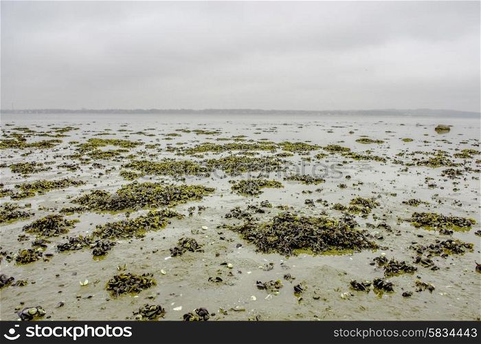Seaweed on a low tide beach at autumn