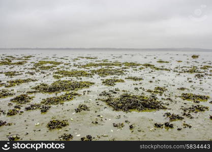 Seaweed on a low tide beach at autumn