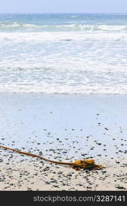 Seaweed on sand, Long Beach in Pacific Rim National Park, Canada