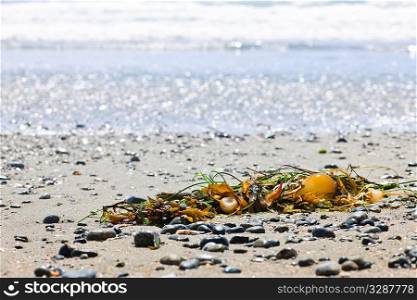 Seaweed on sand, Long Beach in Pacific Rim National Park, Canada