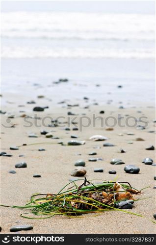 Seaweed on sand, Long Beach in Pacific Rim National Park, Canada