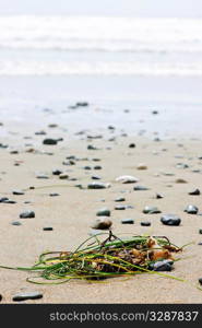 Seaweed on sand, Long Beach in Pacific Rim National Park, Canada