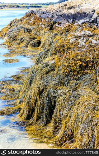 Seaweed or macroalgae refers to several species of macroscopic, multicellular, marine algae