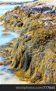 Seaweed or macroalgae refers to several species of macroscopic, multicellular, marine algae