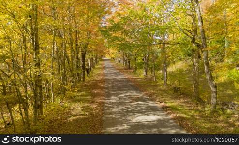 Secluded Narrow Lane Road Tree Leaves Autumn Season Fall Colors