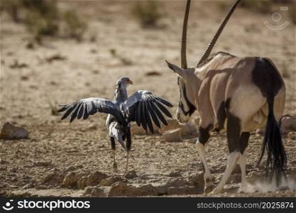 Secretary bird chase by oryx at waterhole in Kgalagadi transfrontier park, South Africa; specie Sagittarius serpentarius family of Sagittariidae. Secretary bird in Kgalagadi transfrontier park, South Africa