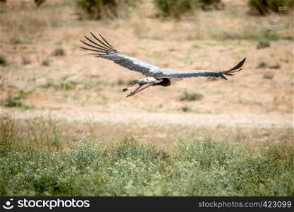 Secretary bird flying away in the Kalagadi Transfrontier Park, South Africa.