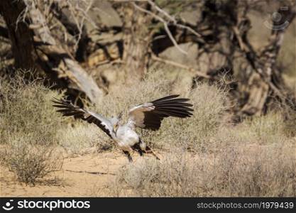Secretary bird hunting with spread wings in Kgalagadi transfrontier park, South Africa; specie Sagittarius serpentarius family of Sagittariidae. Secretary bird in Kgalagadi transfrontier park, South Africa