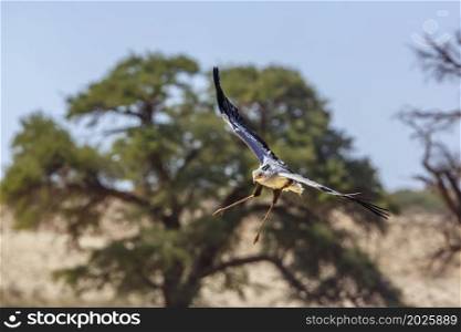 Secretary bird landing in front view in Kgalagadi transfrontier park, South Africa; specie Sagittarius serpentarius family of Sagittariidae. Secretary bird in Kgalagadi transfrontier park, South Africa