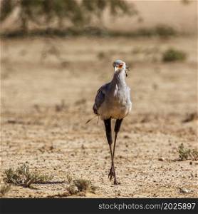 Secretary bird walking in dry land in Kgalagadi transfrontier park, South Africa; specie Sagittarius serpentarius family of Sagittariidae. Secretary bird in Kgalagadi transfrontier park, South Africa