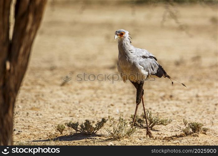 Secretary bird walking in dry land in Kgalagadi transfrontier park, South Africa; specie Sagittarius serpentarius family of Sagittariidae. Secretary bird in Kgalagadi transfrontier park, South Africa