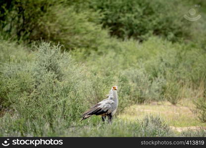 Secretary bird walking in the high grass in the Kalagadi Transfrontier Park, South Africa.