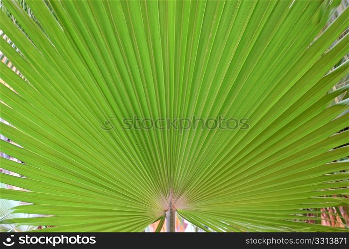 Section of chusan Palm leaf