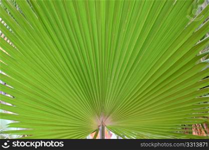 Section of chusan Palm leaf