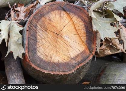 section of the trunk of wood in the shape of a circle sorrounded by leaves with texture and brown grain