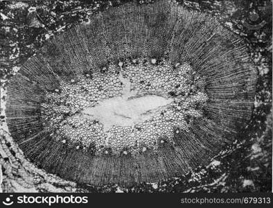 Section through the trunk of a Calamariecee of the Carboniferous Formation, vintage engraved illustration. From the Universe and Humanity, 1910.