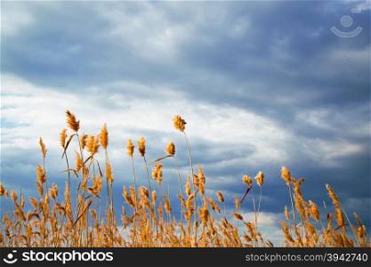Sedge on a background of sky. Sedge on a background of blue cloudy sky summer day.