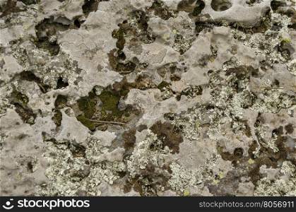Sedimentary stone overgrown with mossy and lichen in Vitosha mountain, Bulgaria