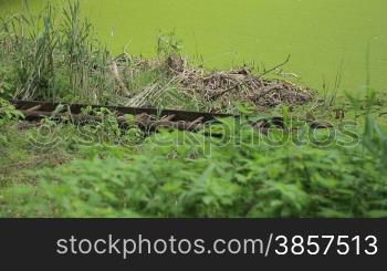 See im Wald mit Holzleiter im Vordergrund