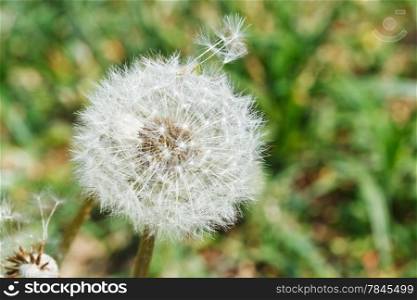 seed head of dandelion blowball on lawn close up