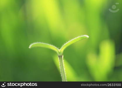 Seed leaf