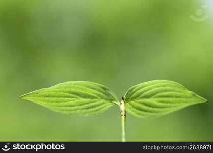 Seed leaf