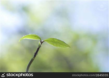 Seed leaf