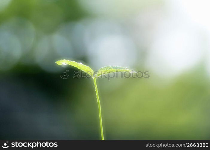 Seed leaf