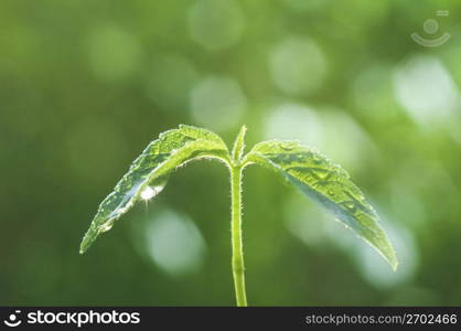 Seed leaf