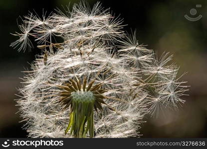 seed of Dandelion flower