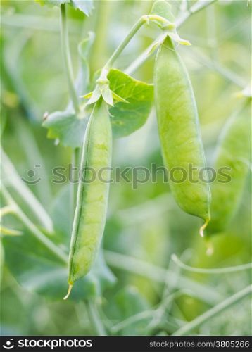 Seed pods of garden peas, pisum sativum, right before harvesting