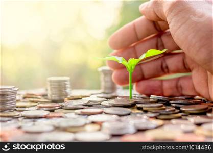 Seedling are grown up from a pile of coin, While the men&rsquo;s hands were surrounded.