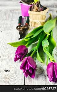 Seedling bulbs of hyacinth and tulips on a light background. Still life with spring flowers