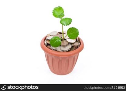 Seedling growing in money