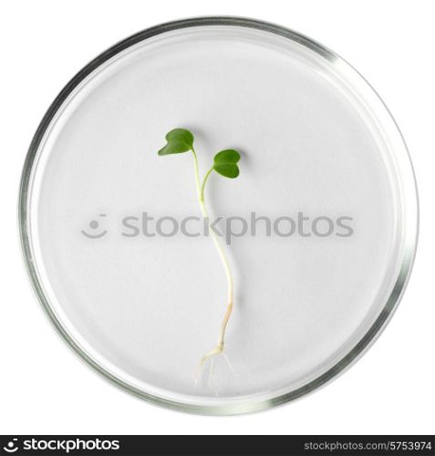 Seedling in petri dish isolated on white background. Seedling in petri dish