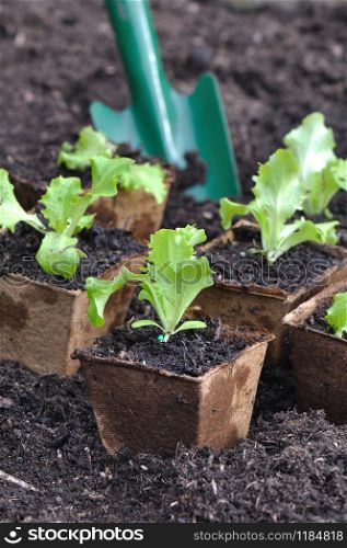 seedling lettuce in biodegradable buckets
