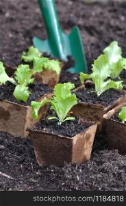seedling lettuce in biodegradable buckets
