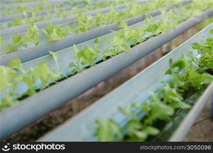 seedling of hydroponic vegetable sprout on wet sponge in plant nursery. lettuce salad growing from seed in farm.