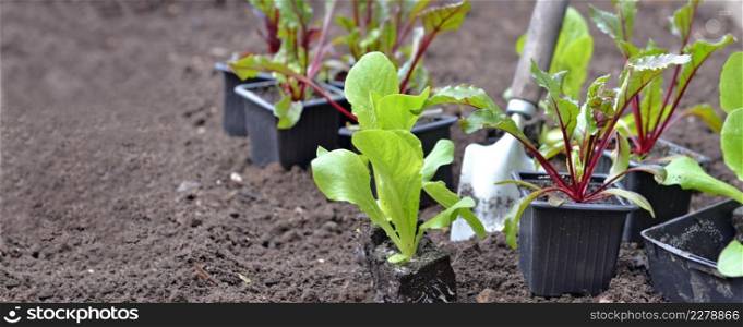 seedling of lettuce and beetroot put on the soil of a garden with a shovel