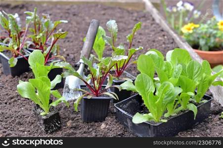 seedling of lettuce and beetroot put on the soil of a garden with a shovel