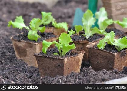 seedling of lettuce in pot in peat in the soil of a garden for plantation