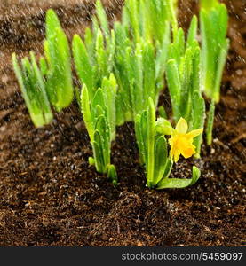 Seedling of narcissus spring flowers growing from ground