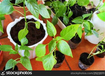 Seedling of paprika growing in pots indoor .. Seedling of paprika growing in pots indoor