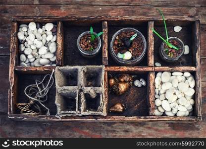 seedling plant in box. Bulbs and plant shoots and spring flowers in wooden box.View from the top.