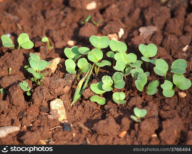 seedling radish in the garden