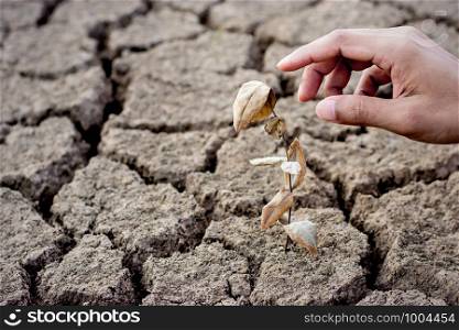 Seedling wither on dry land. As the young man's right hand is gently touching, change of weather.