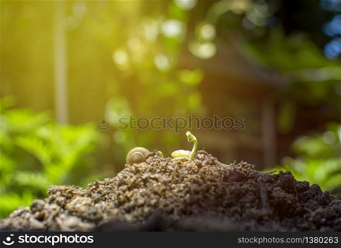 Seedlings and snail on the pile of soil with tropical garden background,5 June,World environment day concept.