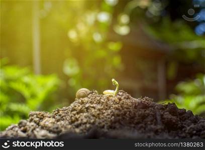 Seedlings and snail on the pile of soil with tropical garden background,5 June,World environment day concept.